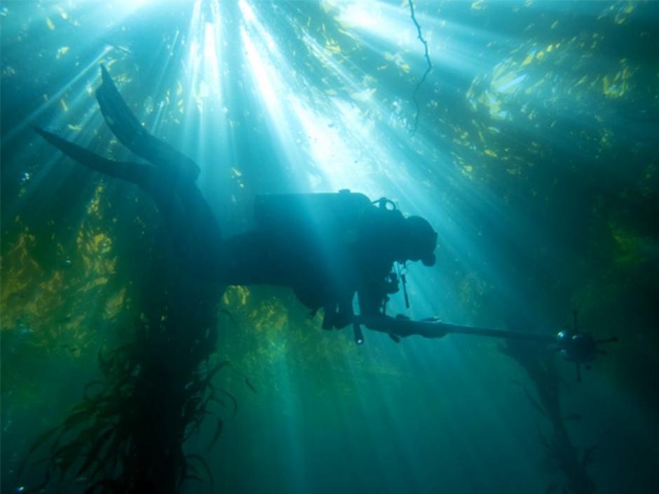 Scuba diver swimming through kelp forest. Sunlight is streaming through the water from above.
